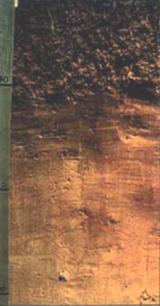 Figure 3.5. Vebar fine sandy loam. A soil of western North Dakota, derived from sandstone residuum (NDSU image).